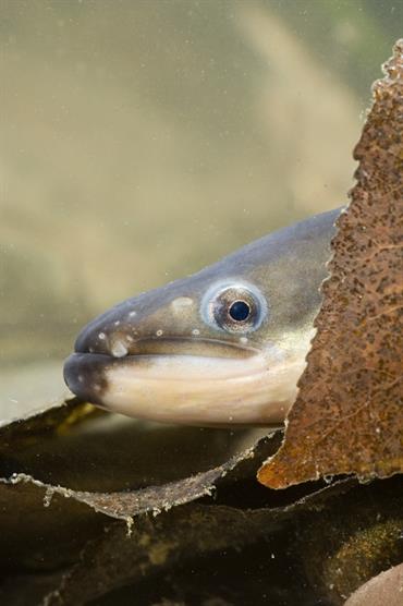 European eel (anguilla anguilla)