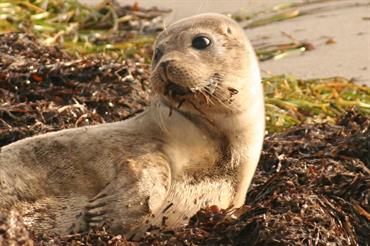 Seal on a beach in Denmark