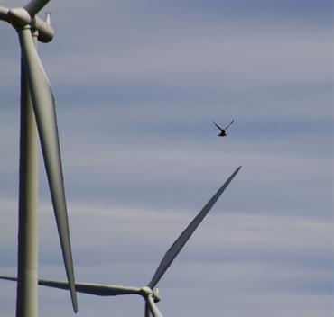 seabird and wind turbine