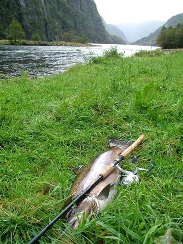 Caught salmon on riverbank