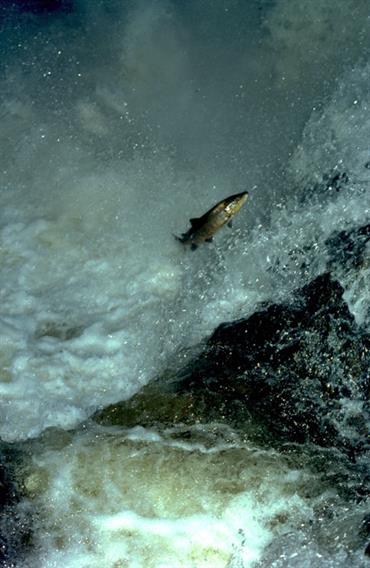 Atlantic salmon leaping in freshwater