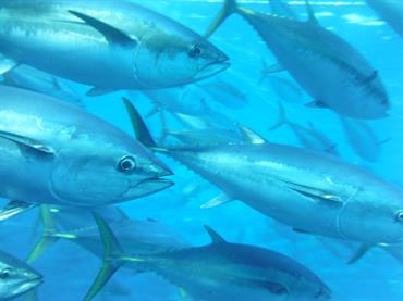 Southern bluefin tuna, Thunnus maccoyii